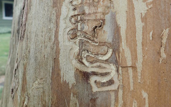 Winding emerald ash borer galleries etched into the wood of an ash trunk under the bark