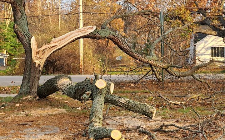 Large tree split by a storm, with cut sections of trunk lying in a yard by the road