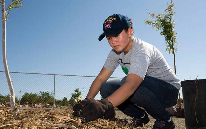 Volunteer kneeling to plant a young tree beside a chain-link fence