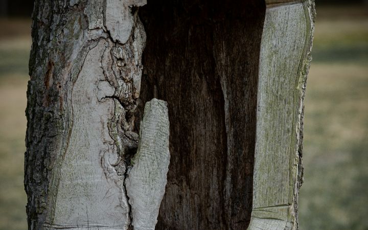 Tree trunk hollowed out along one side, with the dark interior showing